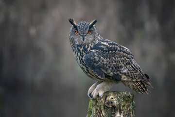 Beautiful Eurasian Eagle owl (Bubo bubo) on a tree trunk. Noord Brabant in the Netherlands. Copy space. - obrazy, fototapety, plakaty