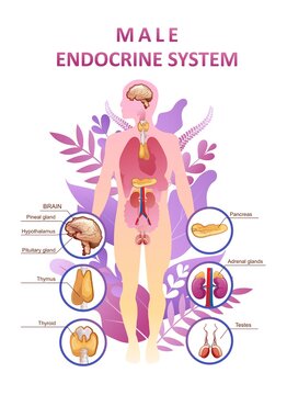 human endocrine system organs poster