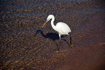 White heron in Egypt, Sharm El Sheikh