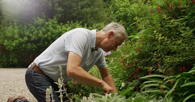 4k, Mature man working in a vegetable garden late in the afternoon