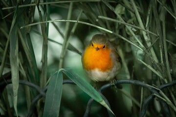 robin in the garden