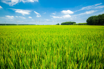 The rice field is under the blue sky