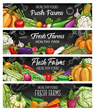 Vegetables farm food chalk sketch vector banners