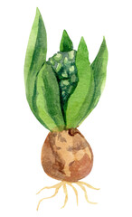 Watercolor hyacinth with green leaves on white isolated background.  Spring botanical hand drawn illustration.Design for web, cards, social media, packaging, label, copyspace,wedding,sticker, text.