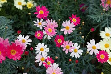 多種多様なアスターの花。Many multicolored asters are in bloom.