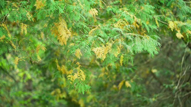 A serene and gentle breeze grazes over the leaves of a cedar tree.