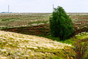 Fototapeta na wymiar The sunny landscape with the grassy ravine, the tree on hill slope