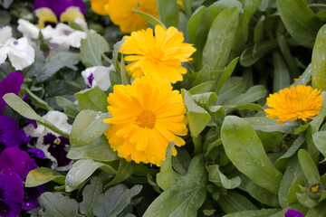 黄色い花 キンセンカ。Yellow flower. Pot Marigold Calendula.