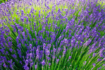 Violet lavender beautiful flower background
