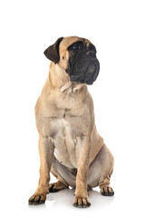 young bullmastiff in studio