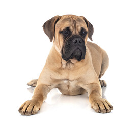 young bullmastiff in studio