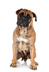 Obraz premium puppy bullmastiff in studio