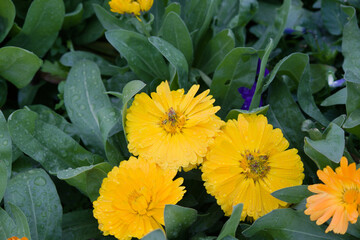 黄色い花 キンセンカ。Yellow flower. Pot Marigold Calendula.