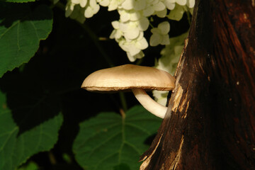 Deer shield mushroom (Pluteus cervinus, also known as Pluteus atricapillus) growing on a rotten stump in the garden, close-up, side view, copy space for text