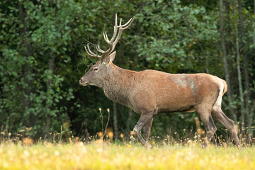 Naklejka na ściany i meble Red deer, cervus elaphus, stag with antlers walking in green nature from side view. Wild animal taking a step with bent leg. Territorial mammal with brown fur on a meadow.