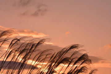 ススキ  夕焼け