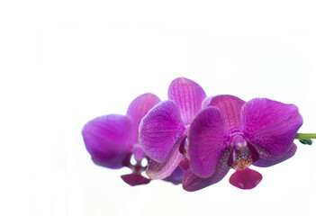 Fototapeta na wymiar Close-up of three purple flowers on a branch of a beautiful Orchid on a white background: tropical background with space for text in a minimalist style. Greeting card. Selective focus.