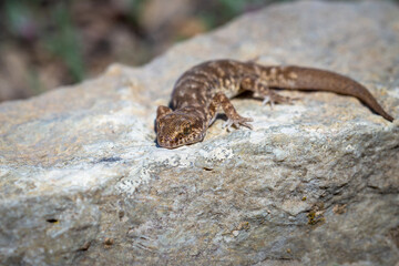 Even-fingered gecko genus Alcophyllex or squeaky gecko in wild nature