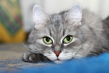 Close-up of Cute Fluffy Silver Siberian Cat Looking At Camera - 399466811