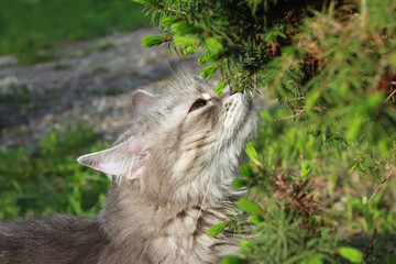 Fluffy Gray Cat Enjoying Spring Greenery Scents - 399466833