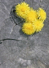 Yellow Flowers On The Old Gray Wooden Background - 399466837