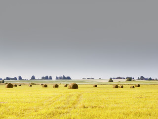 Yellow Mown Field Under Gray Sky - Rural Landscape - 399466846