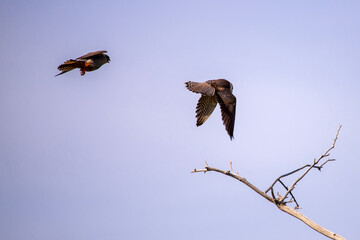 Hobby, Falco subbuteo and Female Red-footed falcon or Falco vespertinus