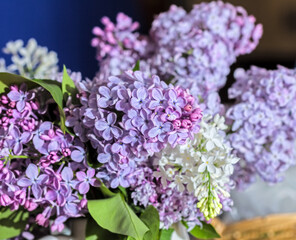 Fresh bouquet of spring soft purple lilac