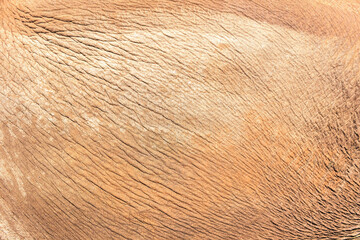 Elephant skin texture abstract background