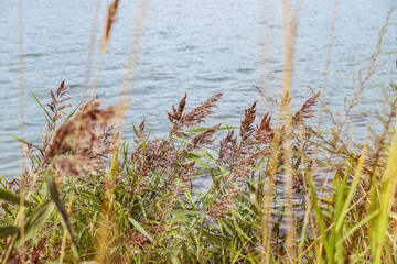 Grass by the lake. Summer nature background