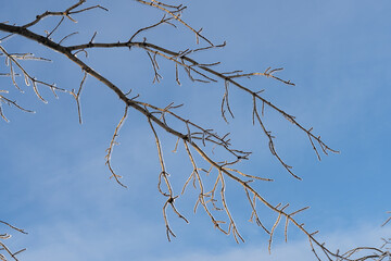 Obraz premium Beautiful blurry background with bokeh and ice branch
