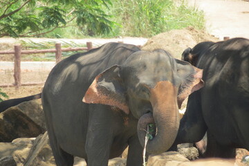 Sri Lankan Wild Life. Elephant
