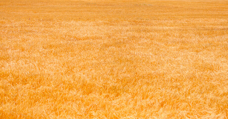 Golden wheat field before harvest time