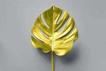 Tropisches goldenes Blatt von Monstera auf grauem Hintergrund. Ansicht von oben, kopieren. Minimales Sommerkonzept. Demonstriert die trendige Farbe des Jahres 2021. Leuchtendes Gelb und ultimatives Grau. Zweifarbig © jchizhe