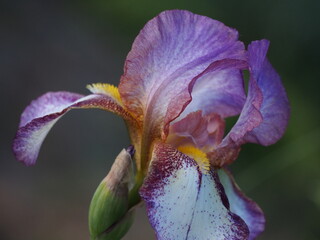 Beautiful blooming single iris on a garden bed on a spring day.