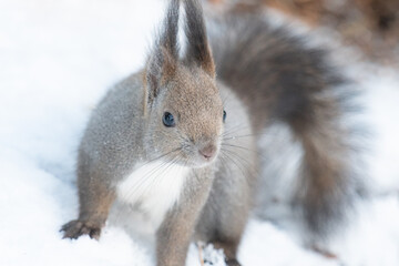 寄ってきたエゾリス
