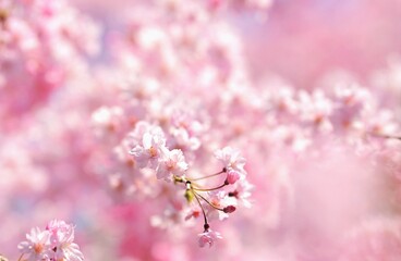 青空の下に咲く枝垂桜です