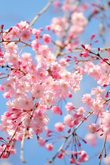 青空の下に咲く枝垂桜です