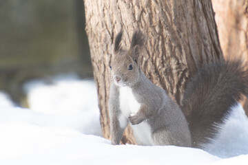 雪ん子エゾリス