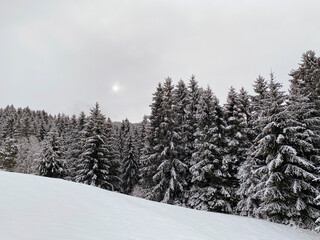 Naklejka premium snow covered trees