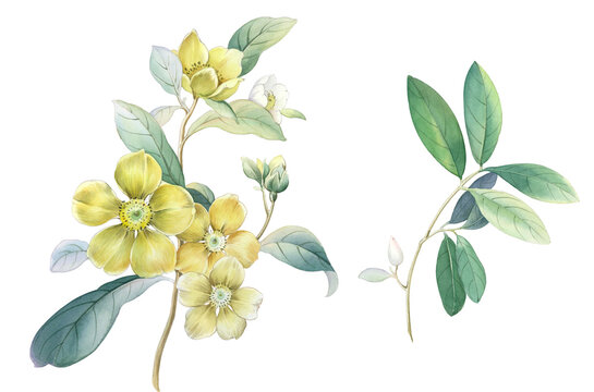 Flowers watercolor illustration. Manual composition.Design for cover, fabric, textile, wrapping paper .