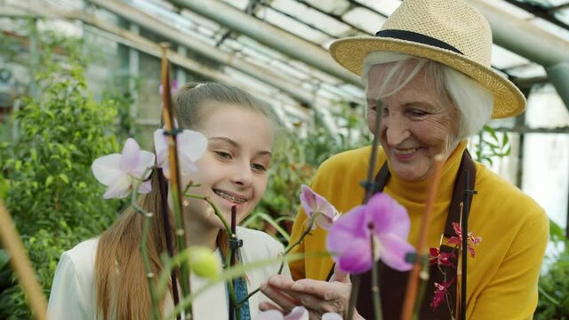 Senior woman is showing beautiful orchids to cute granddaughter talking to child in greenhouse discussing floristry. Family business and hothouse concept.