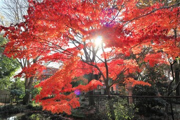 紅葉と太陽の光