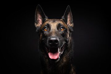 Portrait of a Belgian shepherd dog on an isolated black background.