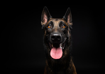 Portrait of a Belgian shepherd dog on an isolated black background.