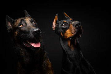 Obraz premium Portrait of a Belgian shepherd dog and a Doberman on an isolated black background.