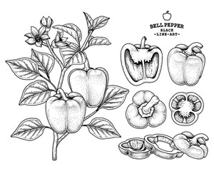 Set of bell pepper hand drawn elements botanical illustration