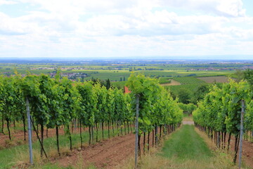Fototapeta na wymiar Vineyards along the german wine street in summer