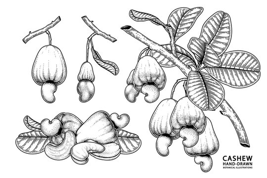 Set of cashew fruit hand drawn elements botanical illustration
