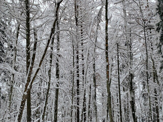 snow covered trees